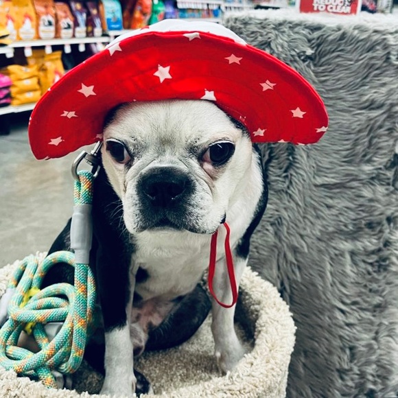 Meet your Posher, Andi Soto Design - Picture 3 of 7